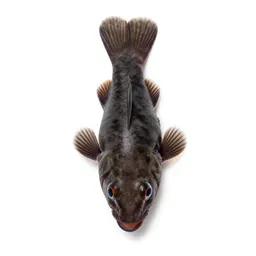 Three-spined stickleback