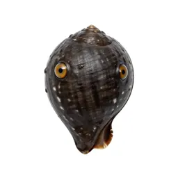 Tiger cowrie