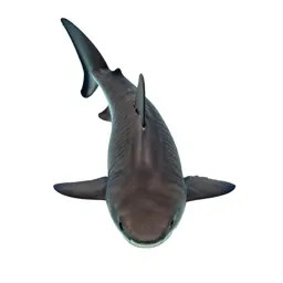 Tiger shark