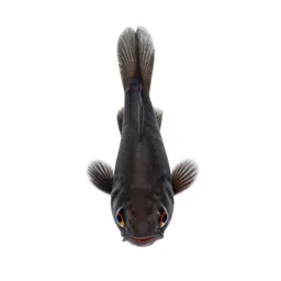 Topminnow