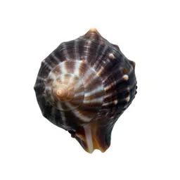 Triton