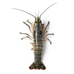 Tropical prawn