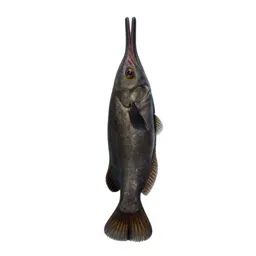Trumpetfish