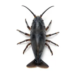 Whale louse