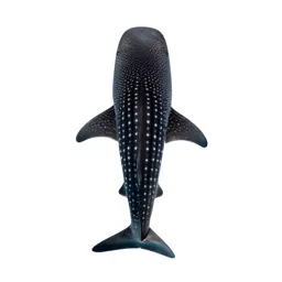 Whale shark