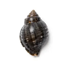 Whelk