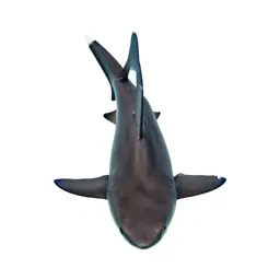 Whitetip shark