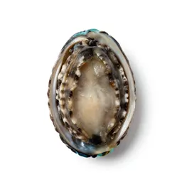 Abalone