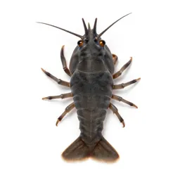 Amphipod