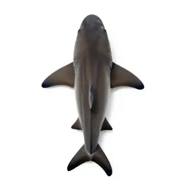 Angel shark