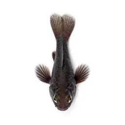 Anomalops