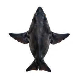 Architeuthis