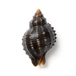 Ark shell