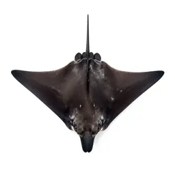 Eagle ray