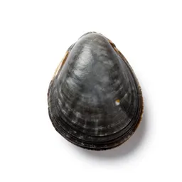Edible cockle