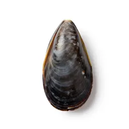 Edible mussel
