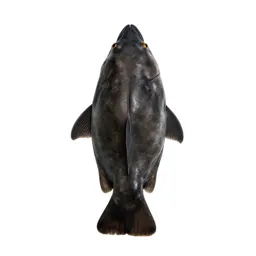 Elasmobranch