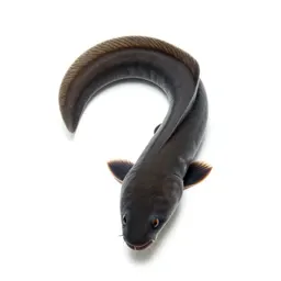 Electric eel