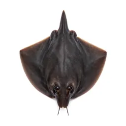 Electric ray