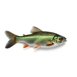 Emerald shiner