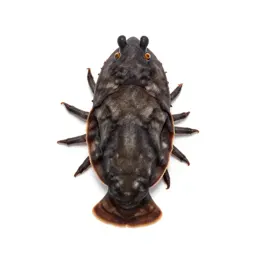 Isopod
