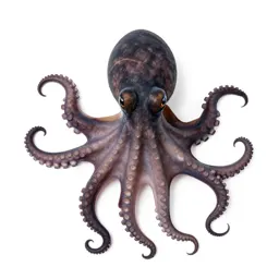 Octopod