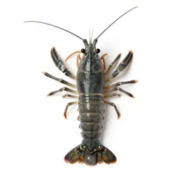 Opossum shrimp