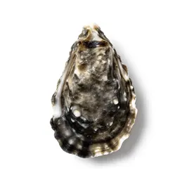 Oyster