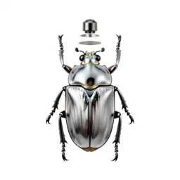 Clypeus