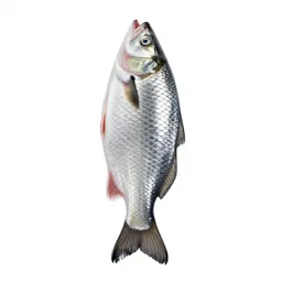 Fish scale