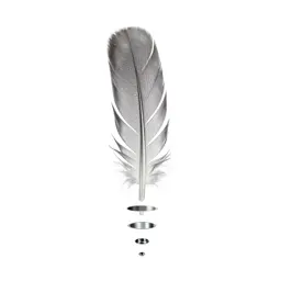 Tail feather