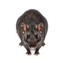 Bandicoot rat