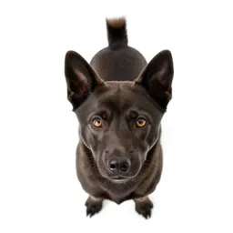 Basenji
