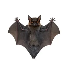 Bat