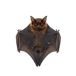 Big brown bat