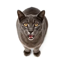 Big cat