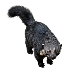 Binturong