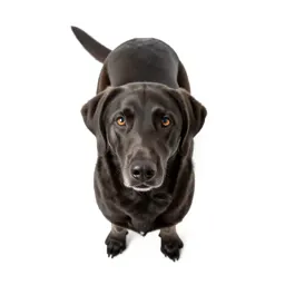 Bird dog