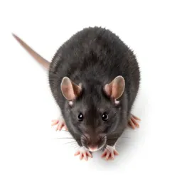 Black rat