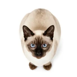 Blue point Siamese