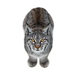 Bobcat