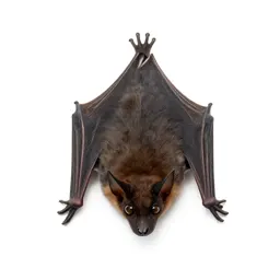 Brown bat