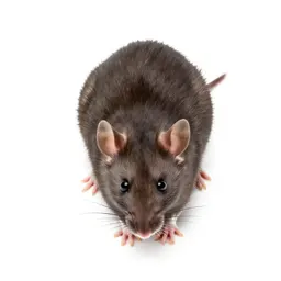 Brown rat