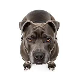 Bullterrier