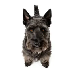 Cairn