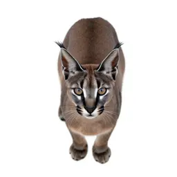 Caracal