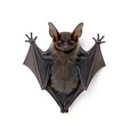 Carnivorous bat