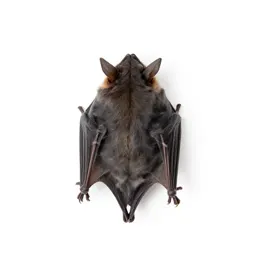 Cave myotis