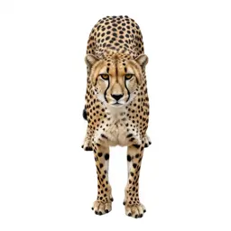 Cheetah