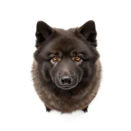 Chow